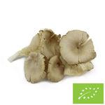 Fresh oyster mushrooms BIO Poland - about 2 kg